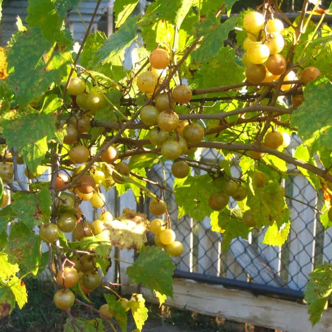 Jane Bell Muscadine Vine