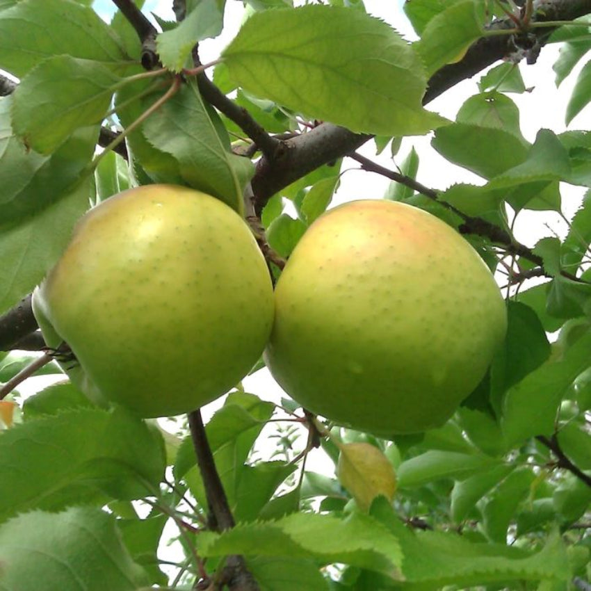 Mutsu Apple Tree