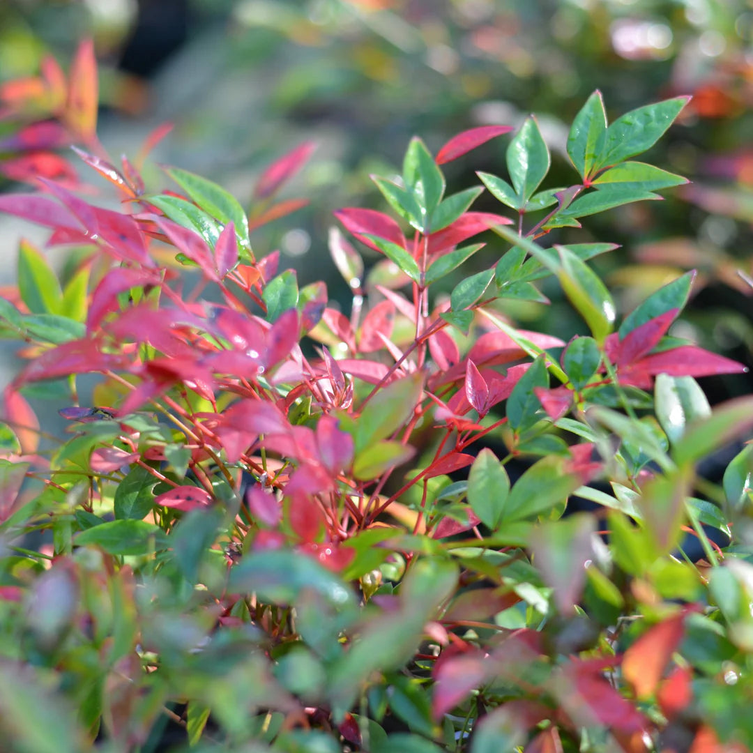 Obsession Nandina domestica &