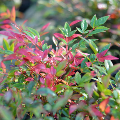 Obsession Nandina domestica &