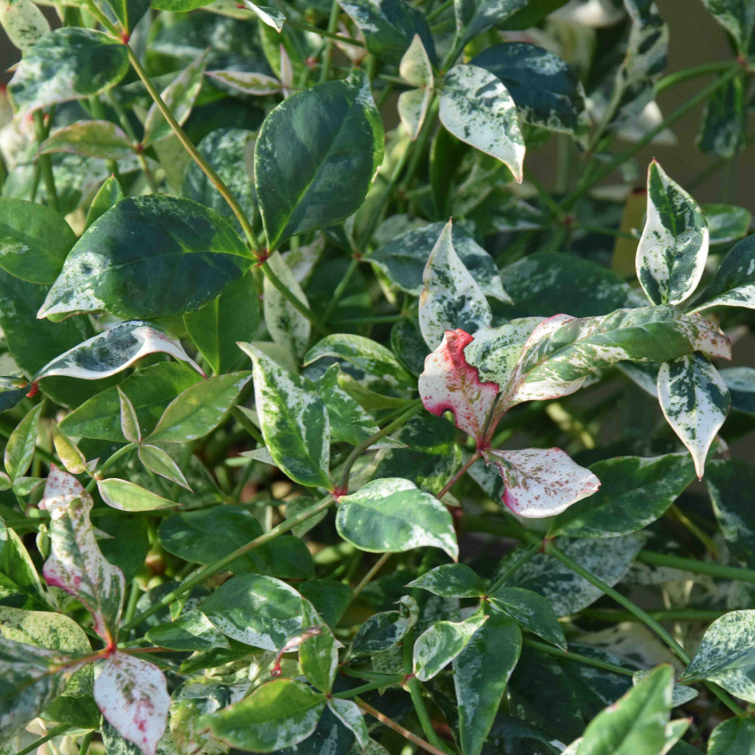Nandina Twilight
