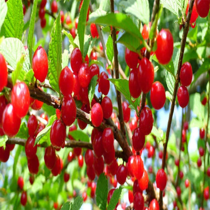 Nanking Cherry Plant Growing in Garden Prunus tomentosa Fruit Bearing Shrub