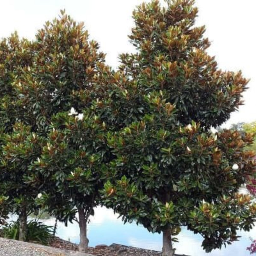 Dd Blanchard Magnolia Tree