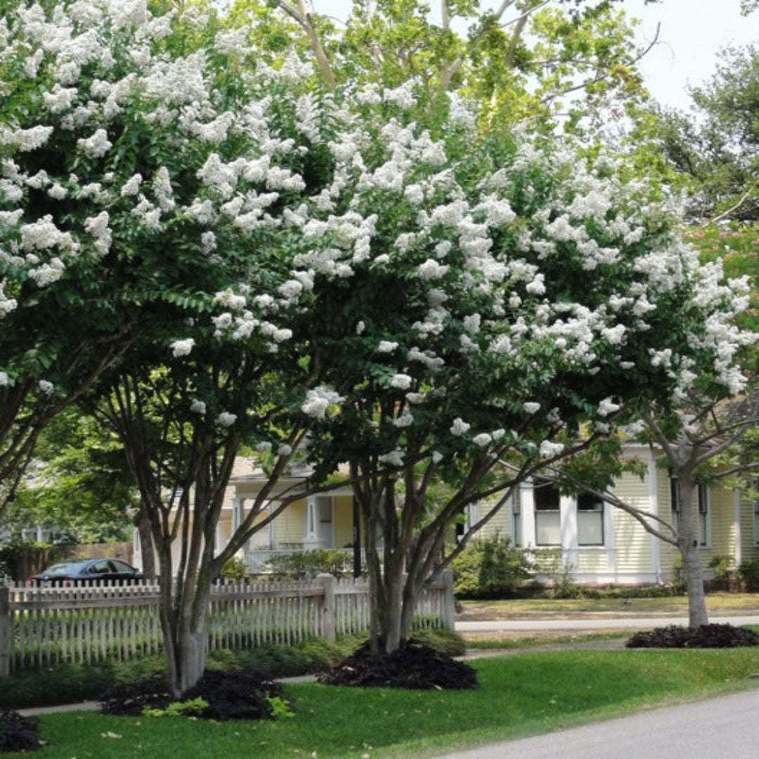 Natchez White Crape Myrtle Flowers Close-Up