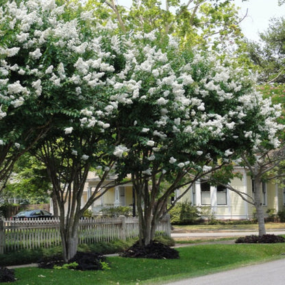 Natchez White Crape Myrtle Flowers Close-Up