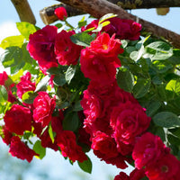 Blaze Climbing  Rose