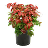 Firepower Nandina Evergreen Shrub