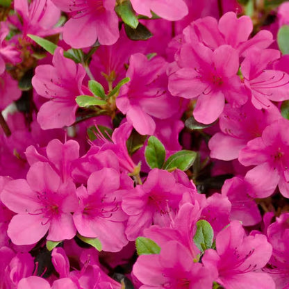Pink Blooming Azalea – Evergreen Flowering Shrub