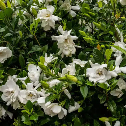 Ivory Palace Gardenia