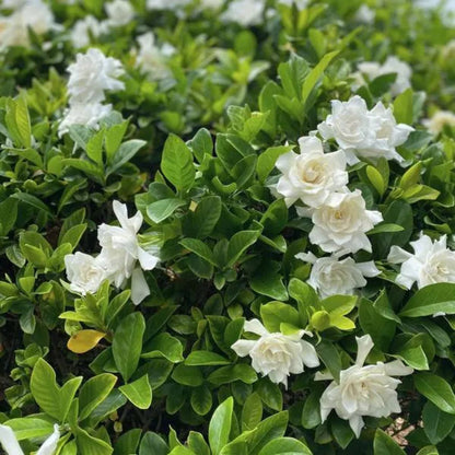 Ivory Palace Gardenia