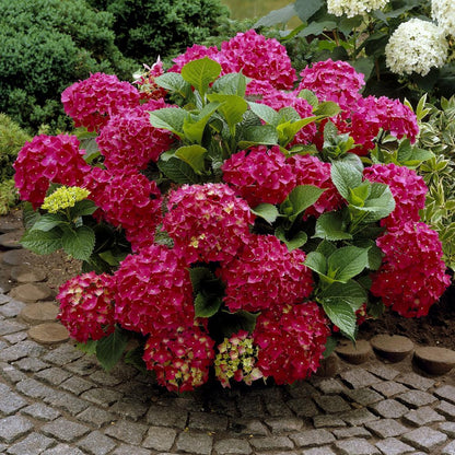 Bright garden filled with Beautiful Red Hydrangea Shrub Plant
