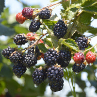 Natchez Blackberry