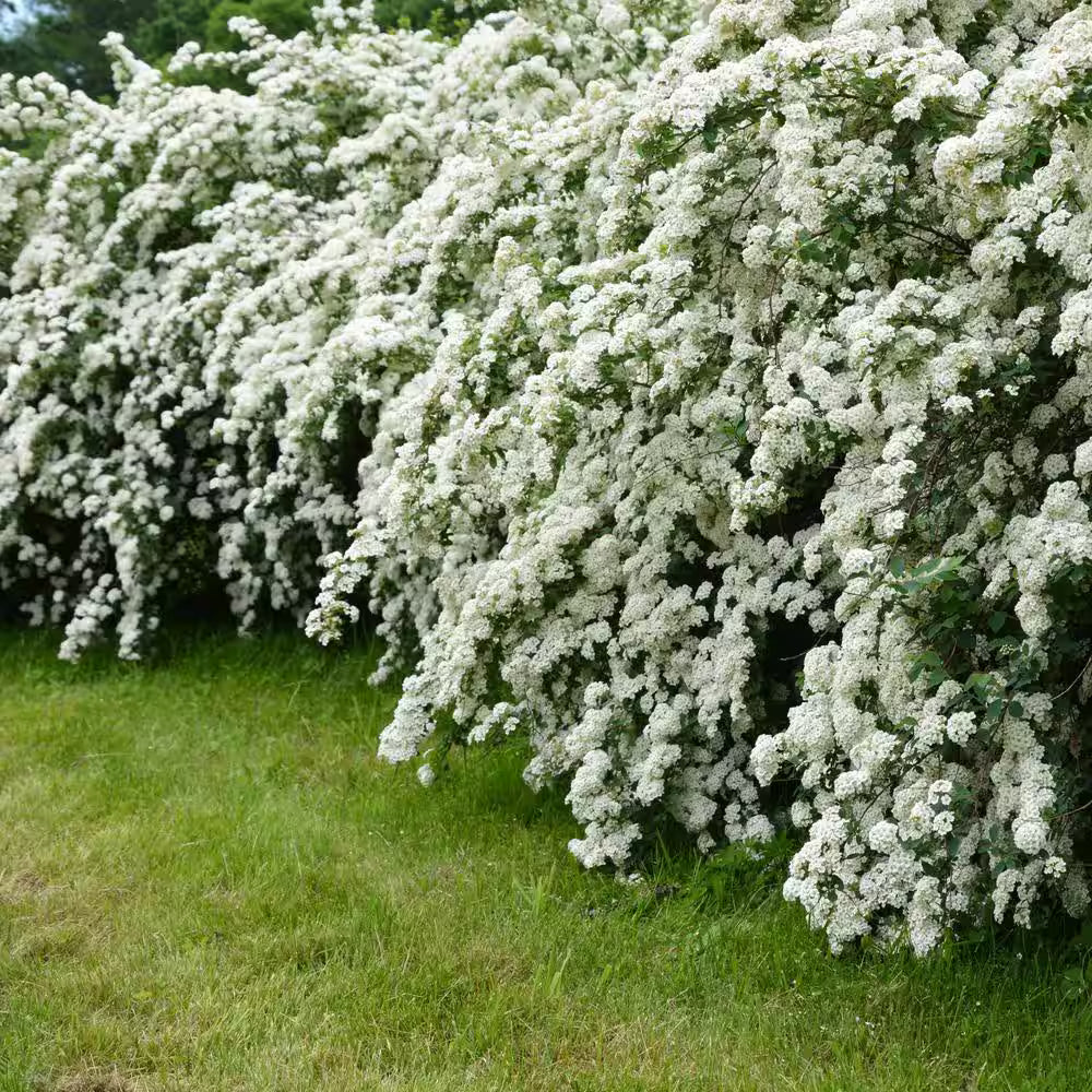 Buy Reeves Spirea Plants & Trees Online | Pixies Gardens