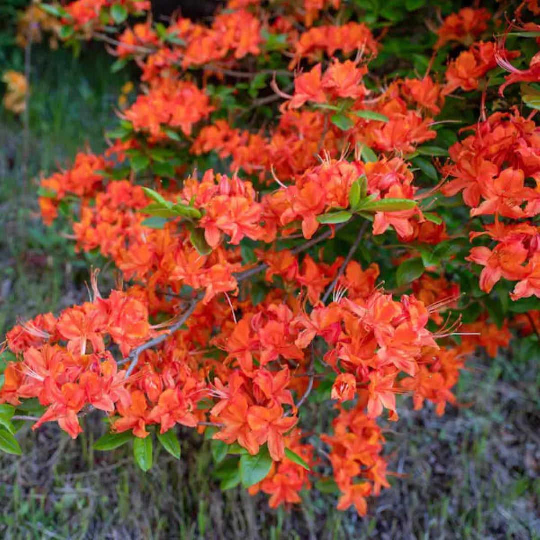 Private LaFayette Acree Rhododendron Native Azalea