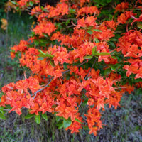 Private LaFayette Acree Rhododendron Native Azalea