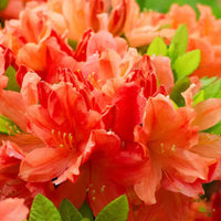 Private LaFayette Acree Rhododendron Native Azalea