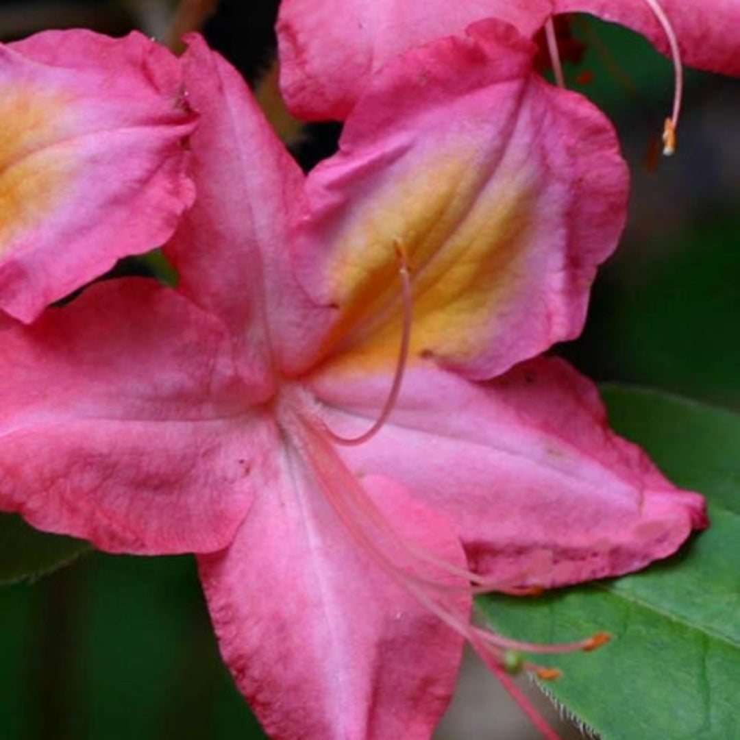 Country Cousin Rhododendron