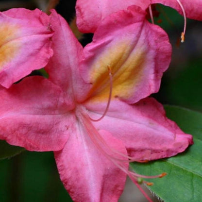 Country Cousin Rhododendron