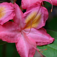 Country Cousin Rhododendron