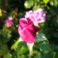 Summer Romance Rose