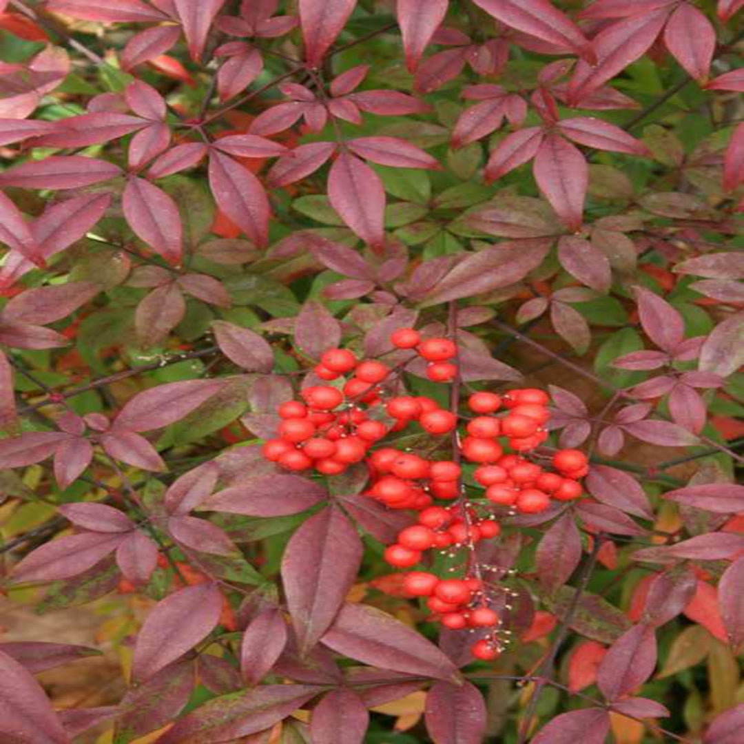 Domestica Compacta Nandina