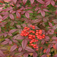 Domestica Compacta Nandina