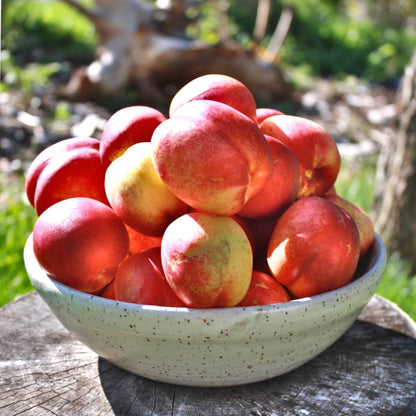 Mayfire Nectarine Tree