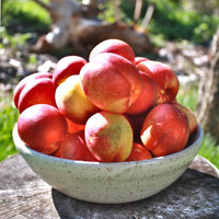 Mayfire Nectarine Tree