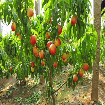 Mayfire Nectarine Tree