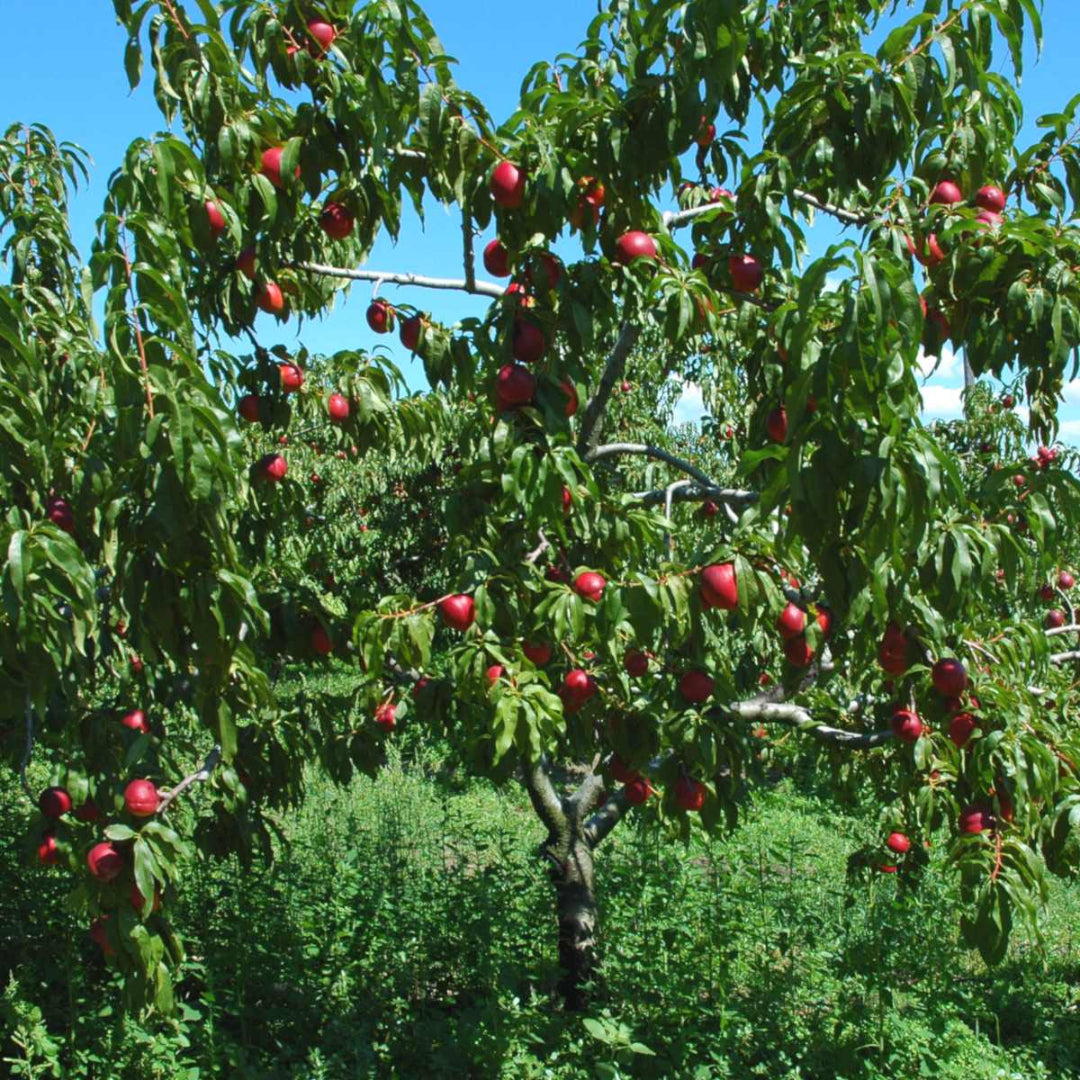 Mayfire Nectarine Tree