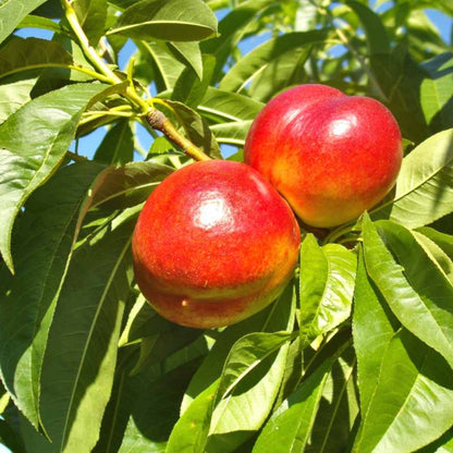 Mayfire Nectarine Tree