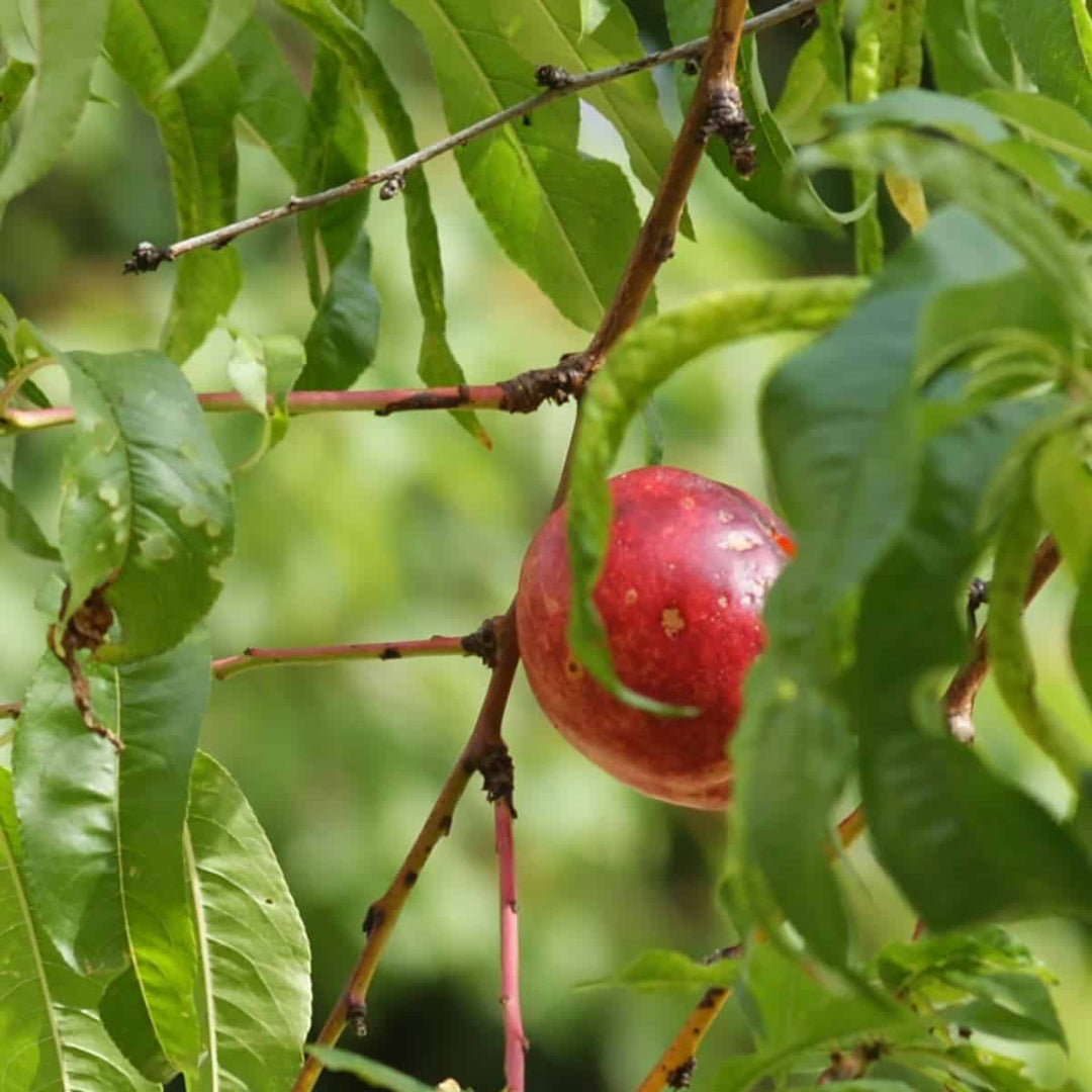 Mayfire Nectarine Tree