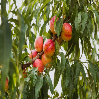 Mayfire Nectarine Tree