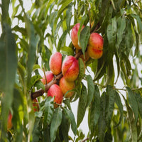 Mayfire Nectarine Tree