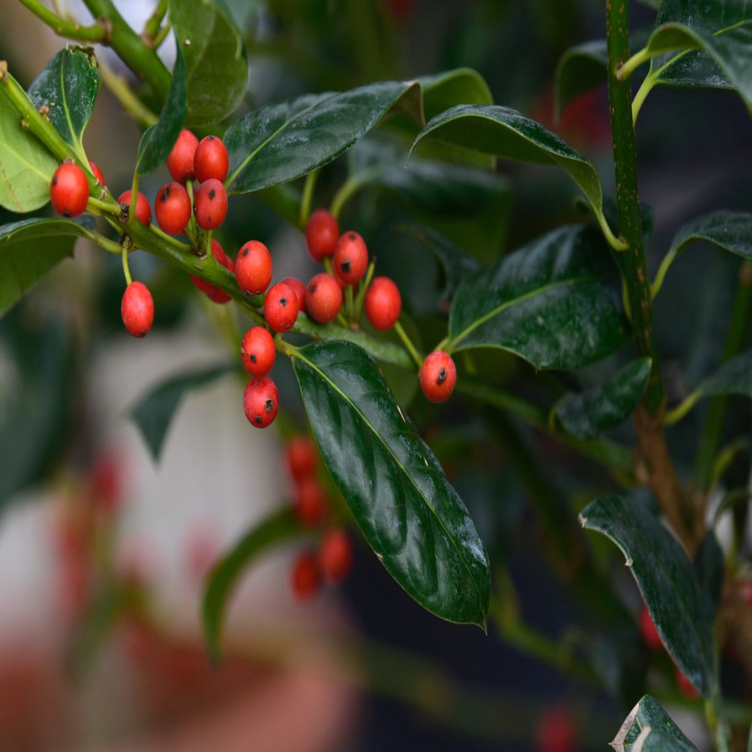 Nellie R Stevens Holly Plant