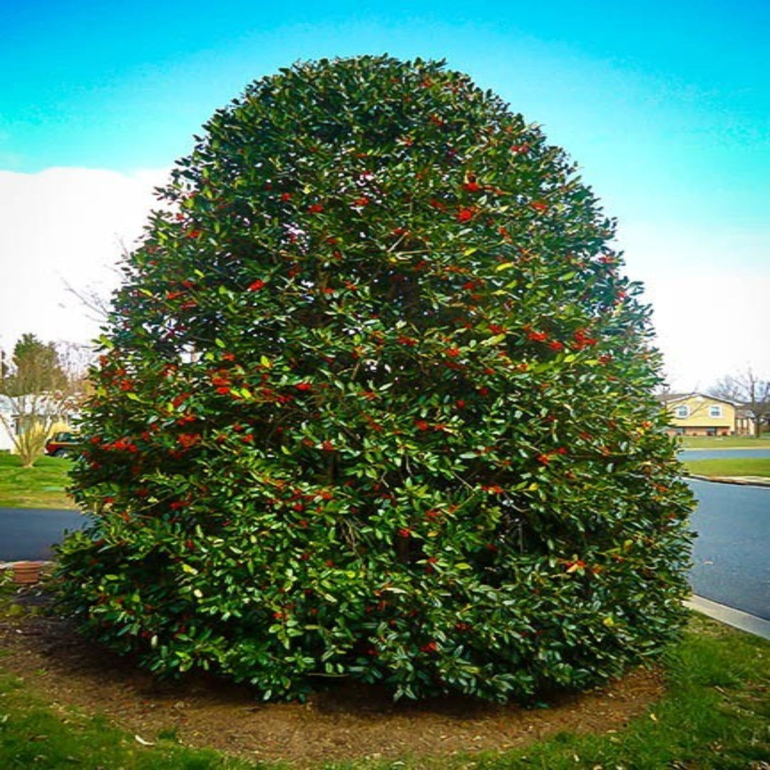 Nellie R Stevens Holly Plant