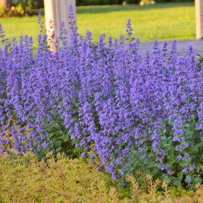 Nepeta Faassenii &