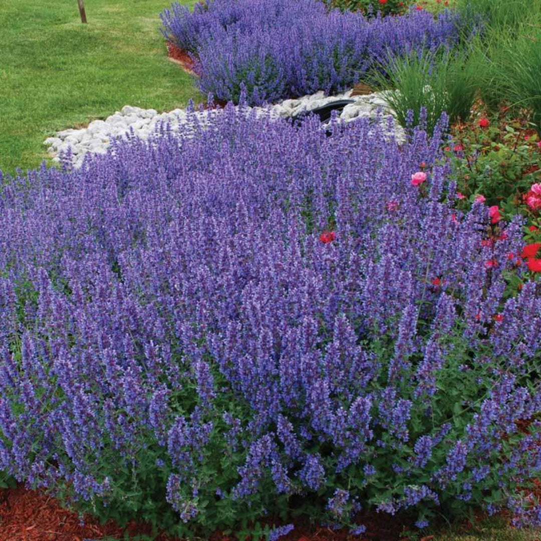 Nepeta racemosa &