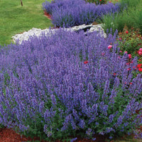 Nepeta racemosa 'Walker's Low' Catmint - [EG]