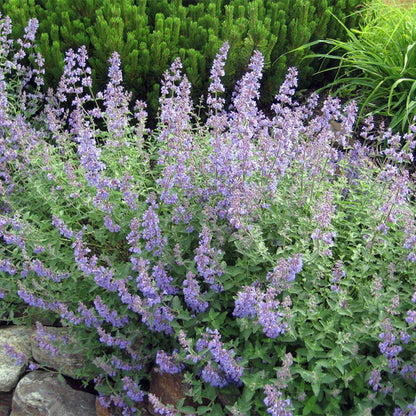 Nepeta X Faassenii &