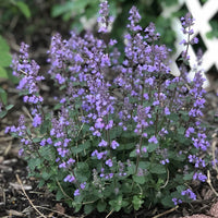 Nepeta faasserii 'Cat's Pajamas' - [EG]