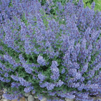 Nepeta racemosa 'Walker's Low' Catmint - [EG]