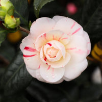 April Dawn Camellia-Cold Hardy to 5*F