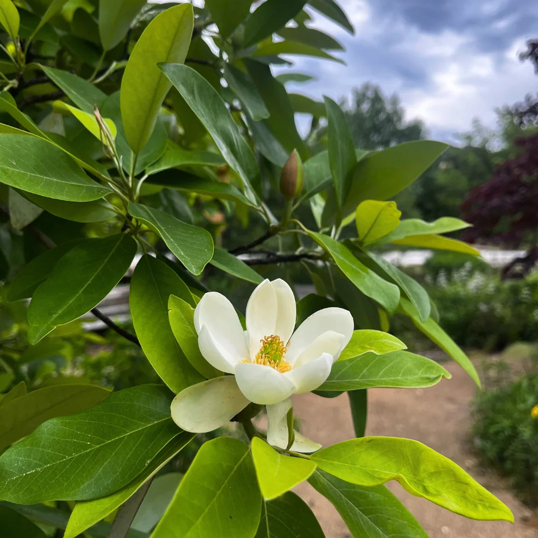 Sweetbay magnolia tree landscape planting