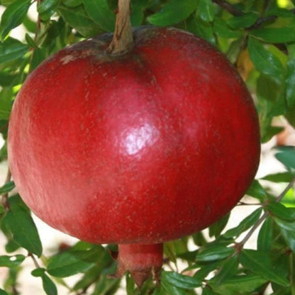 Nikitski Ranni Pomegranate Tree - Cold Hardy Pomegranate