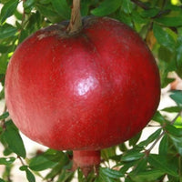 Nikit’skiy Rannij early season pomegranate tree with fruit clusters