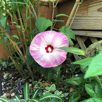 Hibiscus 'Luna Pink Swirl'