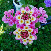 Lantana 'Pink Huff' - [EG]