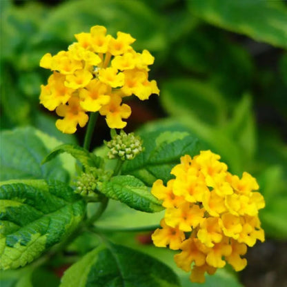 Lantana &