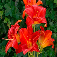 Hemerocallis Chicago Apache Daylily - [EG]